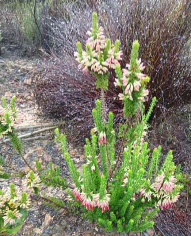 Erica coccinea, the hangertjie